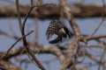 Downy Woodpecker 2013-10-12_1